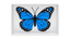 Omni Butterfly by Hyde Ren & Bacon Magic